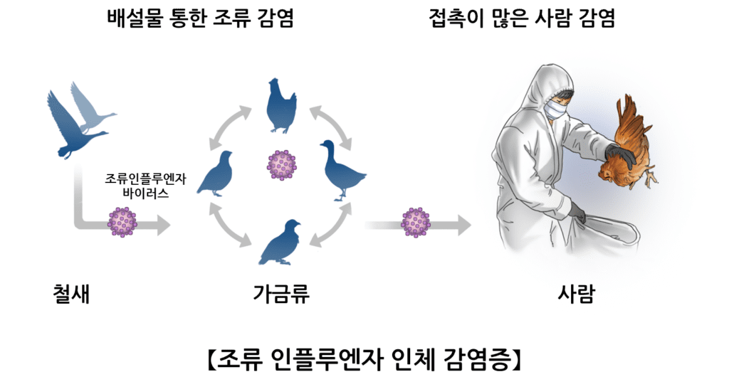 조류인플루엔자 관련주_조류인플루엔자 정의